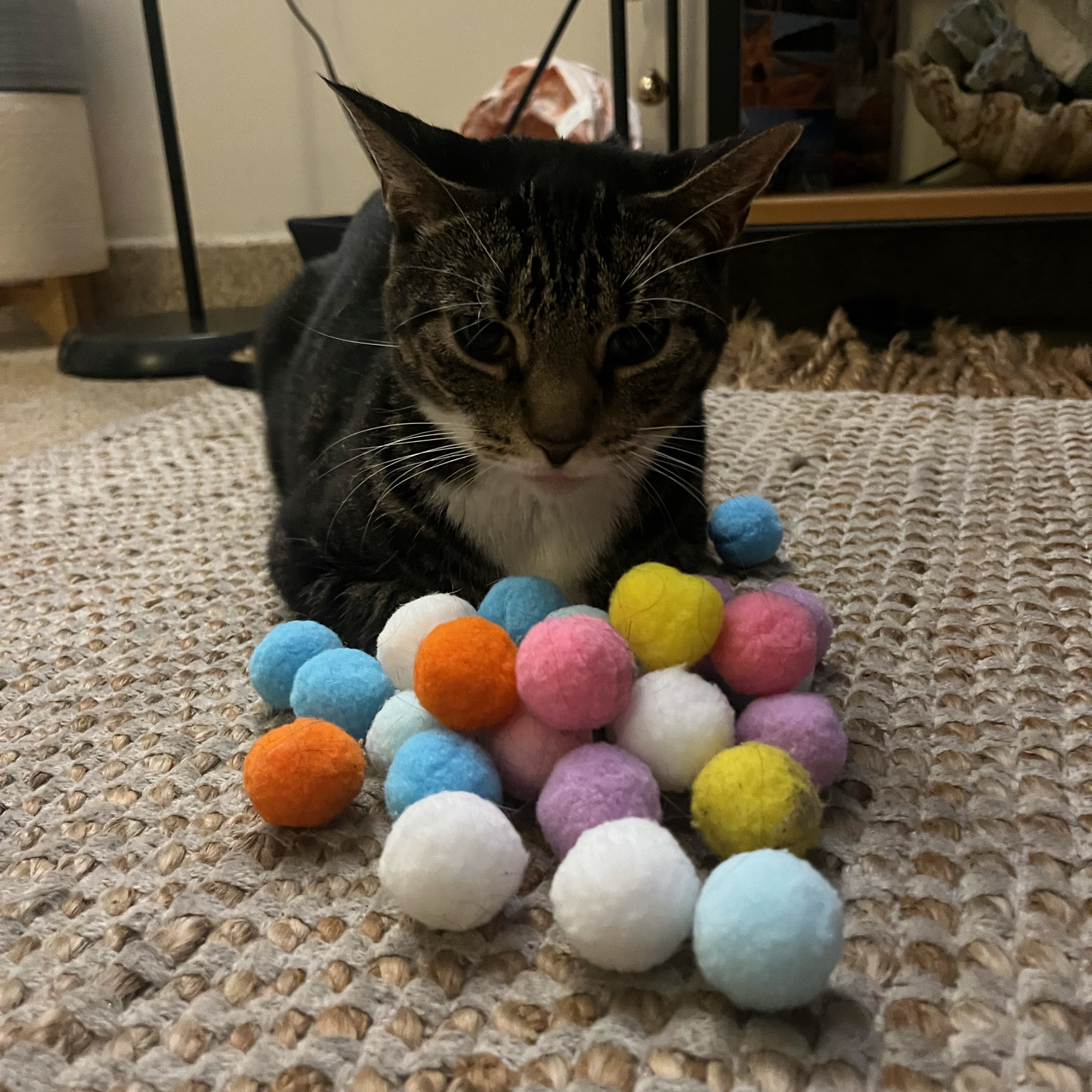 Enlarge Bailey, a Adoptable Tabby in Astoria, NY image 3/6