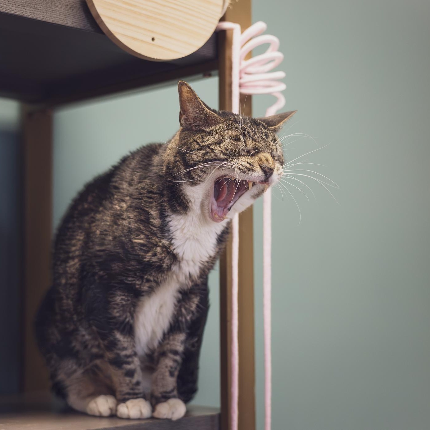 Enlarge Bailey, a Adoptable Tabby in Astoria, NY image 6/6