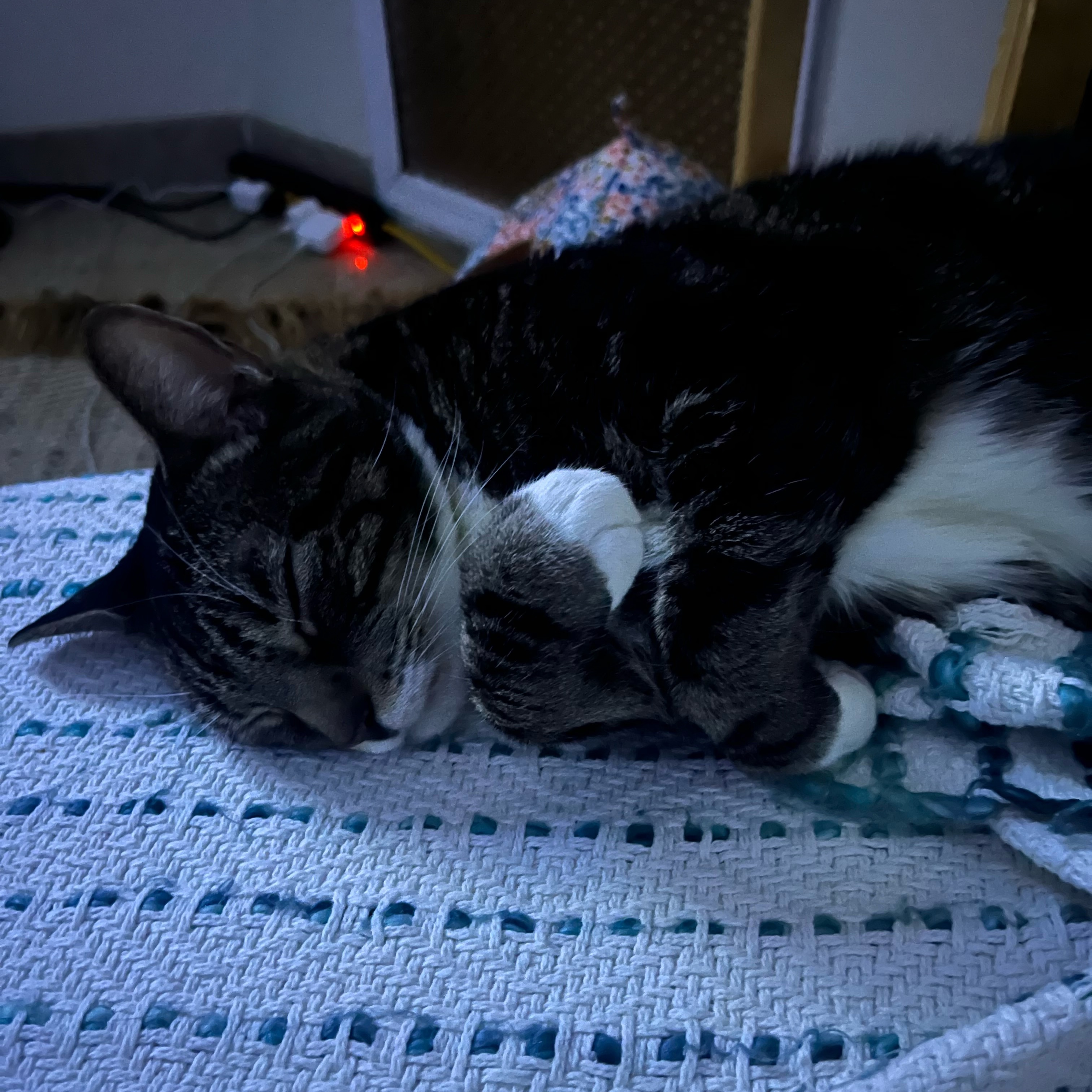 Enlarge Bailey, a Adoptable Tabby in Astoria, NY image 5/6