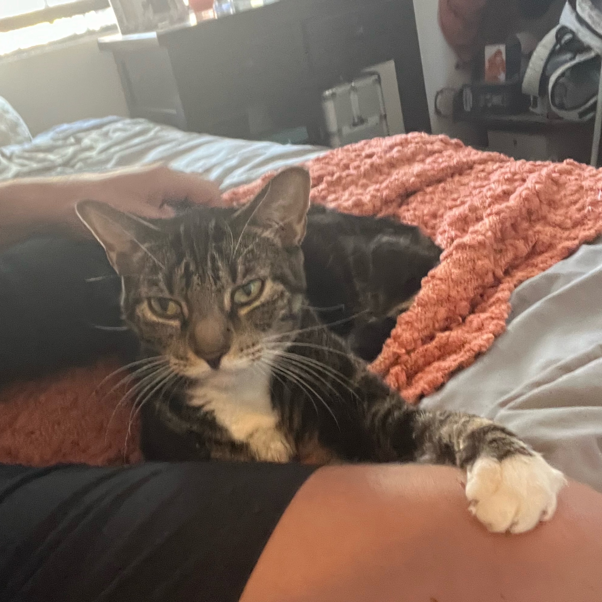 Enlarge Bailey, a Adoptable Tabby in Astoria, NY image 4/6