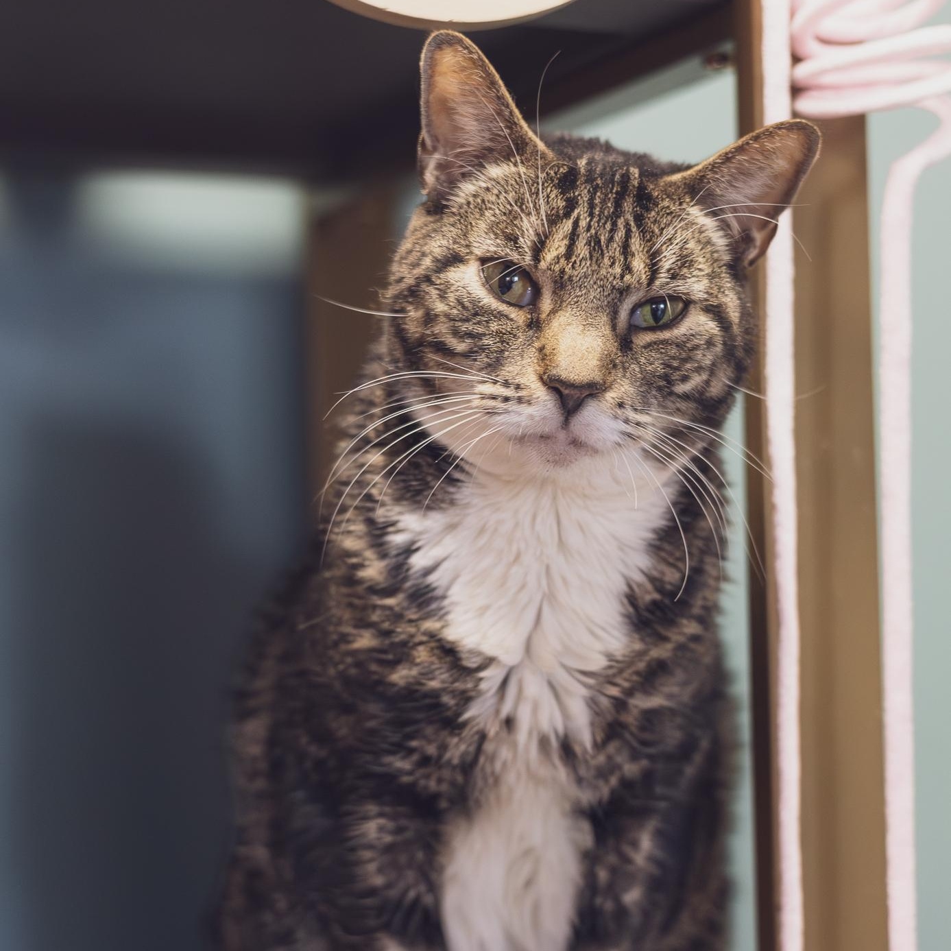 Enlarge Bailey, a Adoptable Tabby in Astoria, NY image 2/6