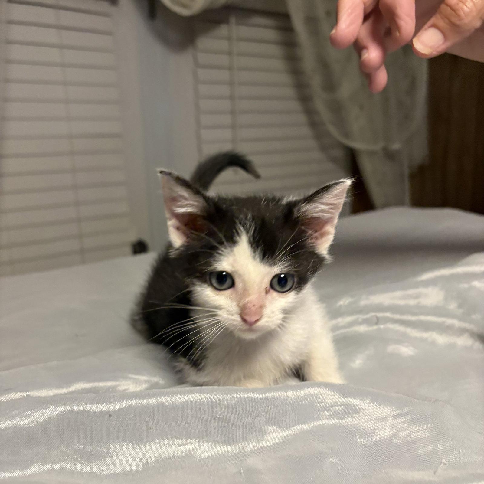 Atticus ( rt), Adoptable, Kitten Male Domestic Short Hair.