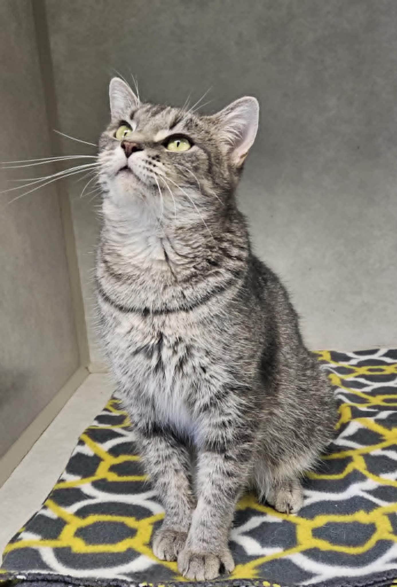 Beatrice, Adult Female unknown