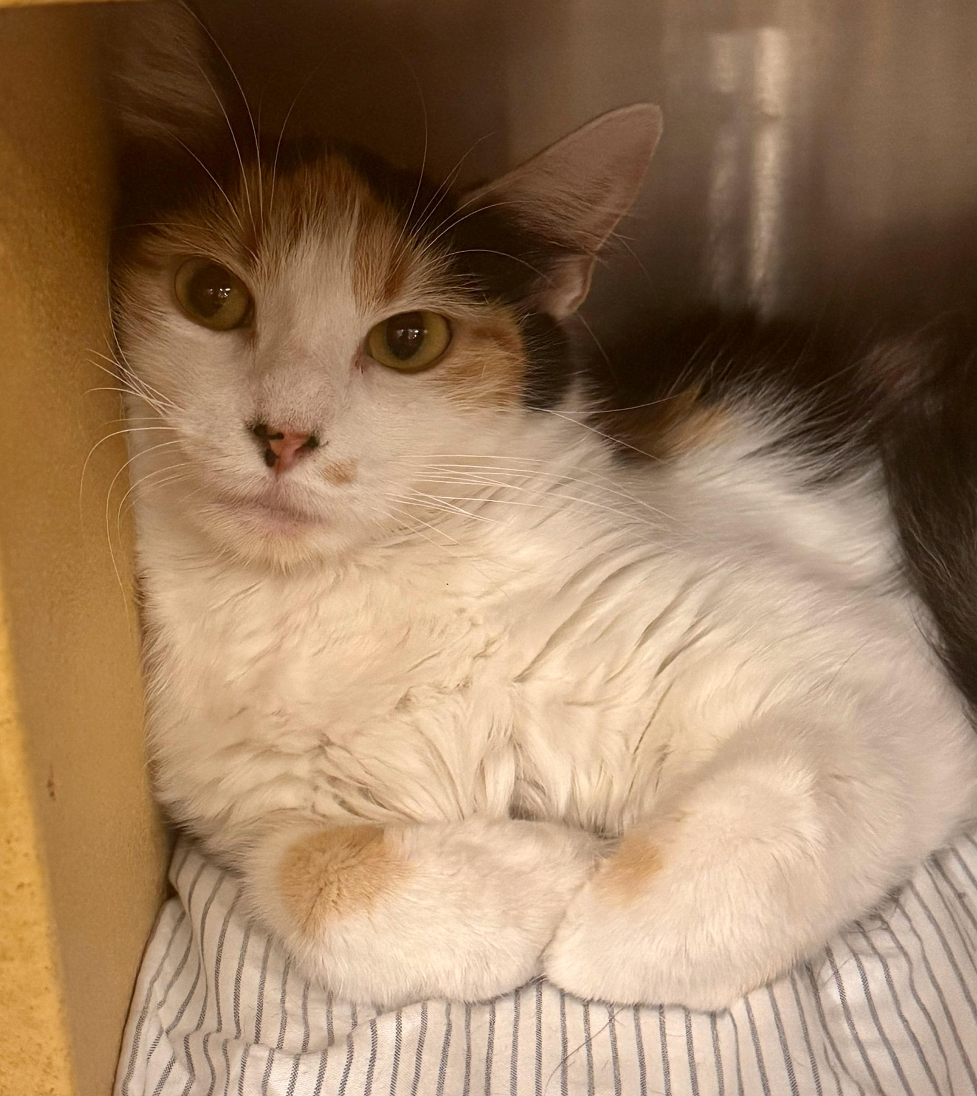 Anglia, Adoptable, Adult Female Calico.