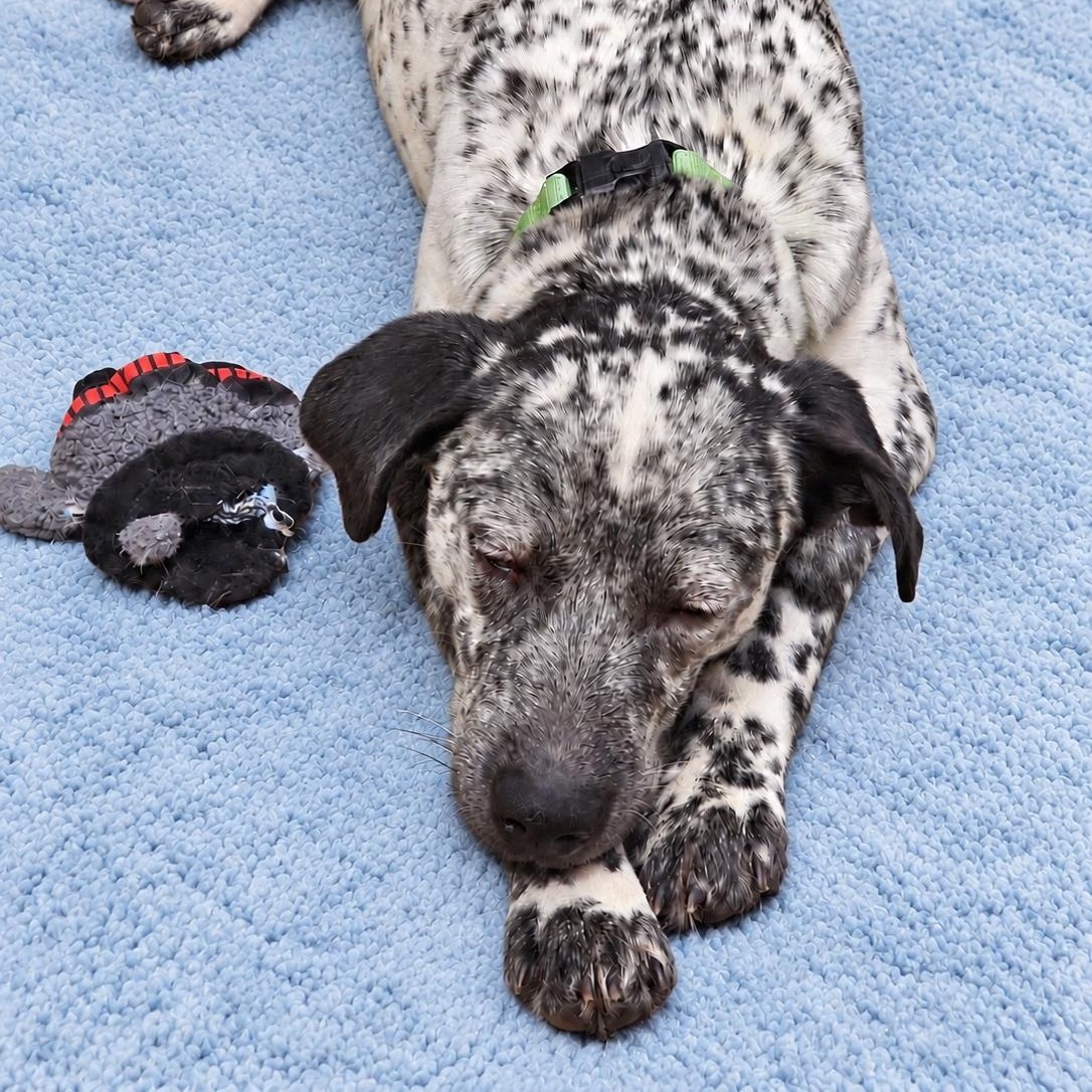 Enlarge TESSA (Gorgeous, Loving, Loyal, Loves People & Water, Fast, Energetic, Adventurer), a Adoptable mixed breed in Albany, NY image 6/6
