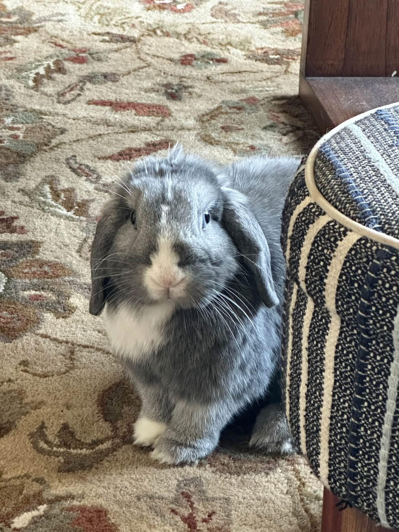 Enlarge Lily, a Adoptable Holland Lop in CARNATION, WA image 3/3