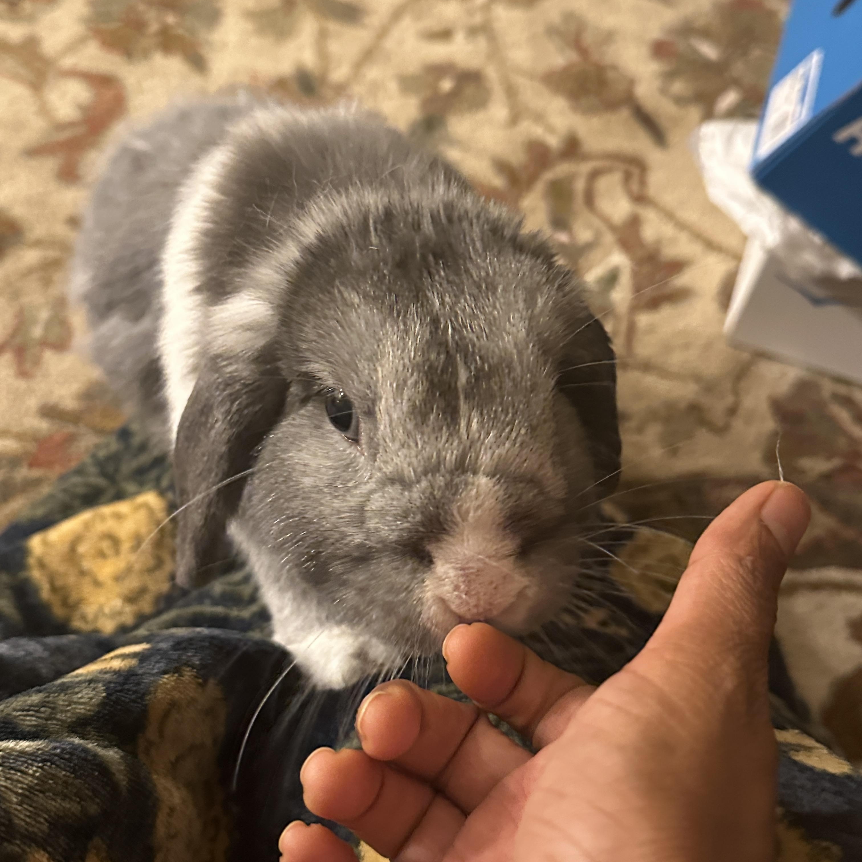 Enlarge Lily, a Adoptable Holland Lop in CARNATION, WA image 2/3