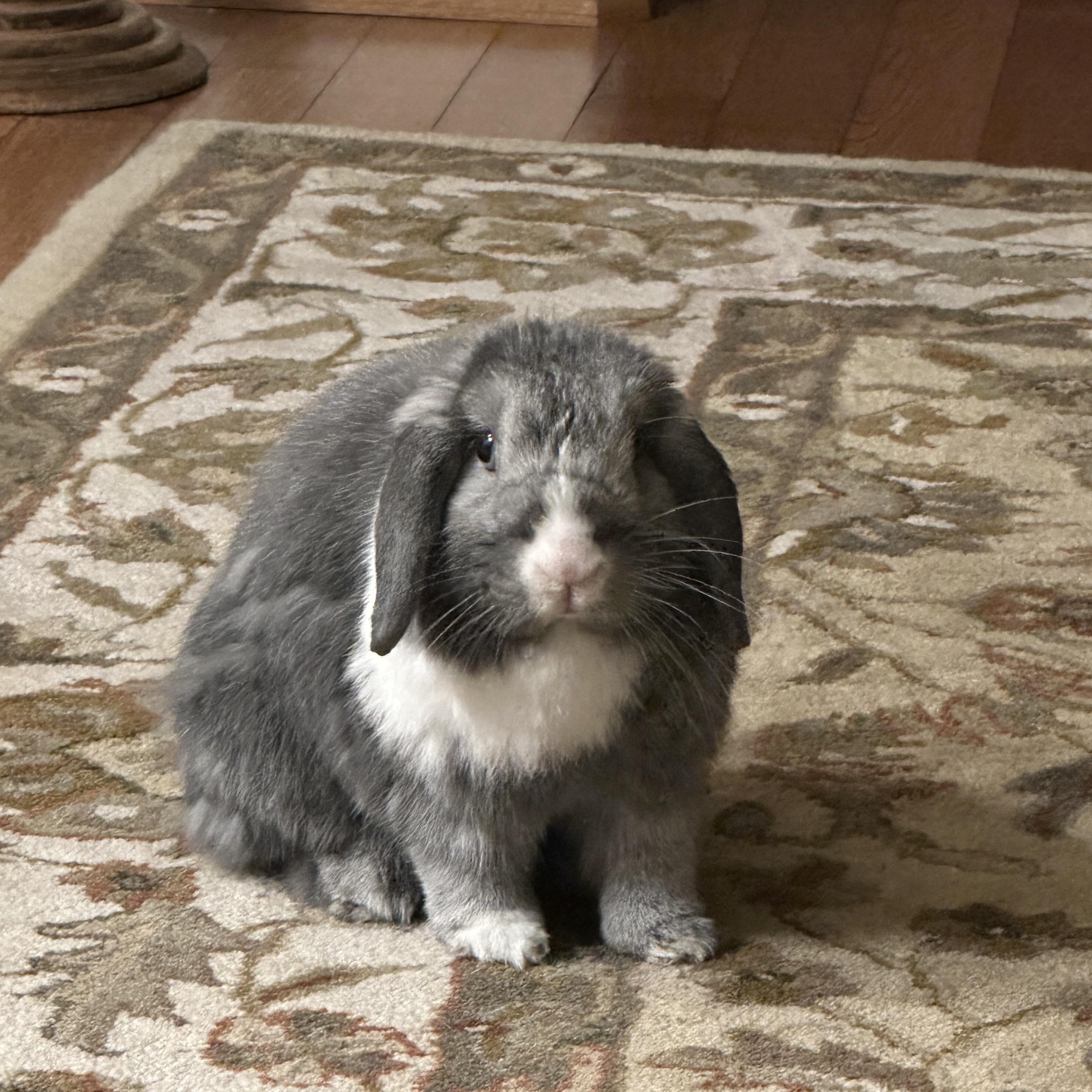 Enlarge Lily, a Adoptable Holland Lop in CARNATION, WA image 1/3