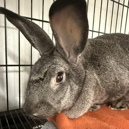 Enlarge Rapunzel & Tinkerbell Bonded Pair, a Adoptable mixed breed in East Brookfield, MA image 3/3