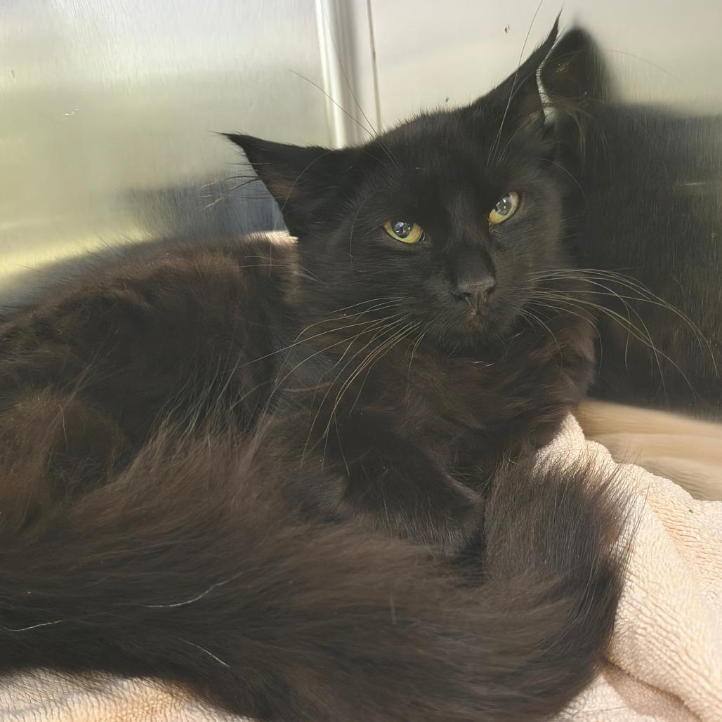 Appa, Adoptable, Young Female Domestic Long Hair.
