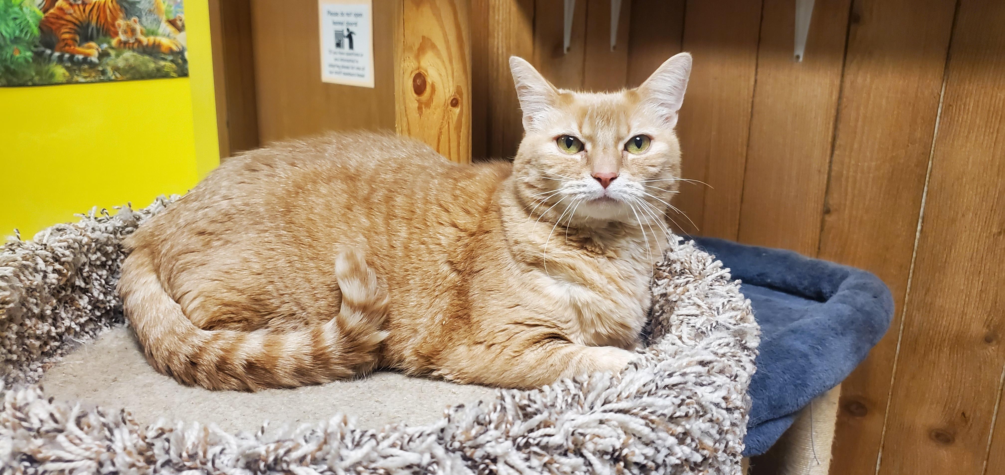 Bella, adoptable, Adult Female Domestic Short Hair.