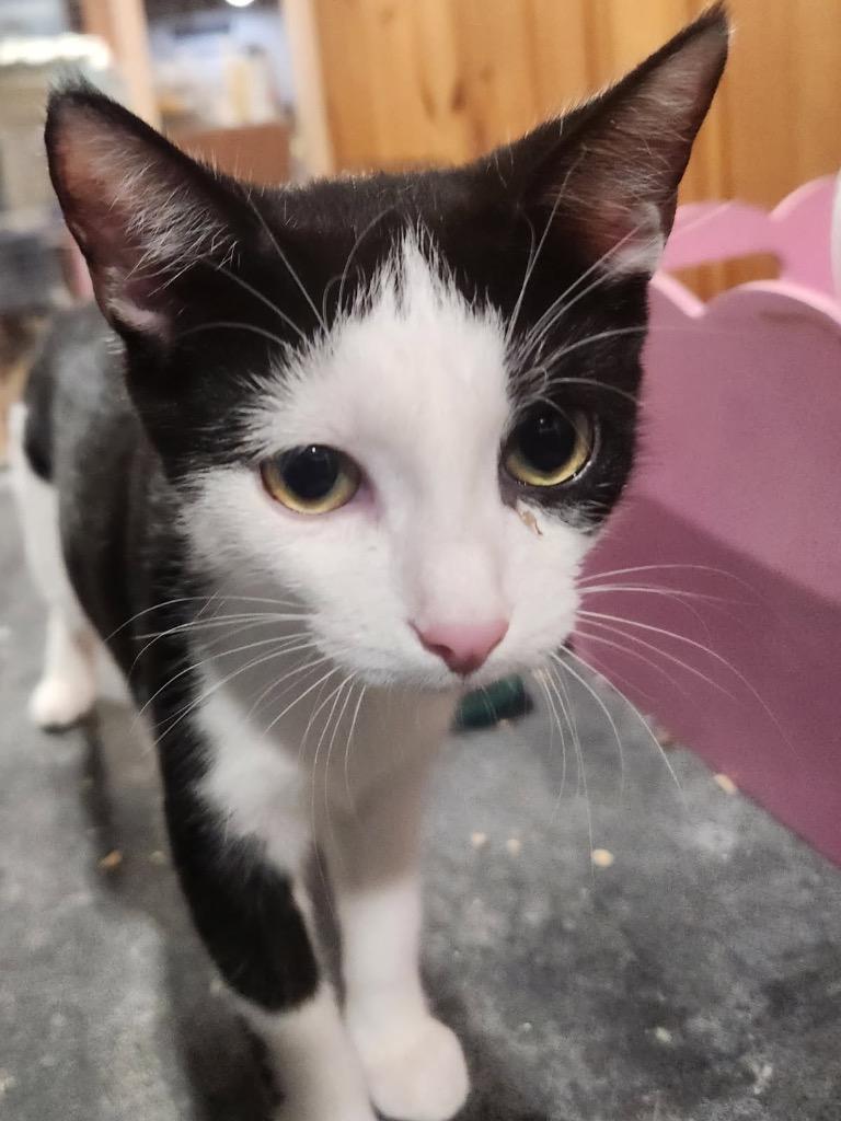 BigWig, Adoptable, Young Male Domestic Short Hair.