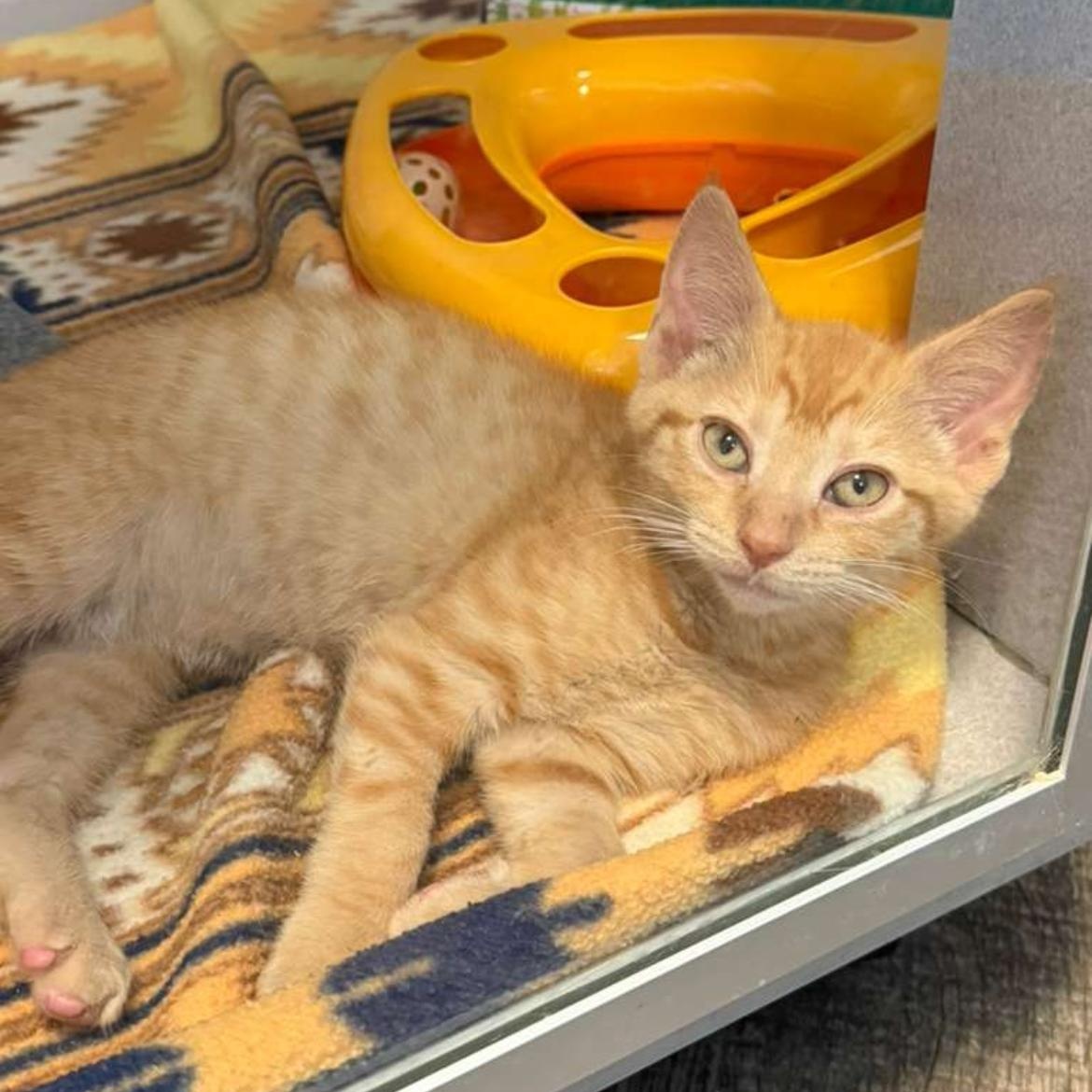 Chevy, a ADOPTABLE Domestic Short Hair in Bear, DE image 2/3