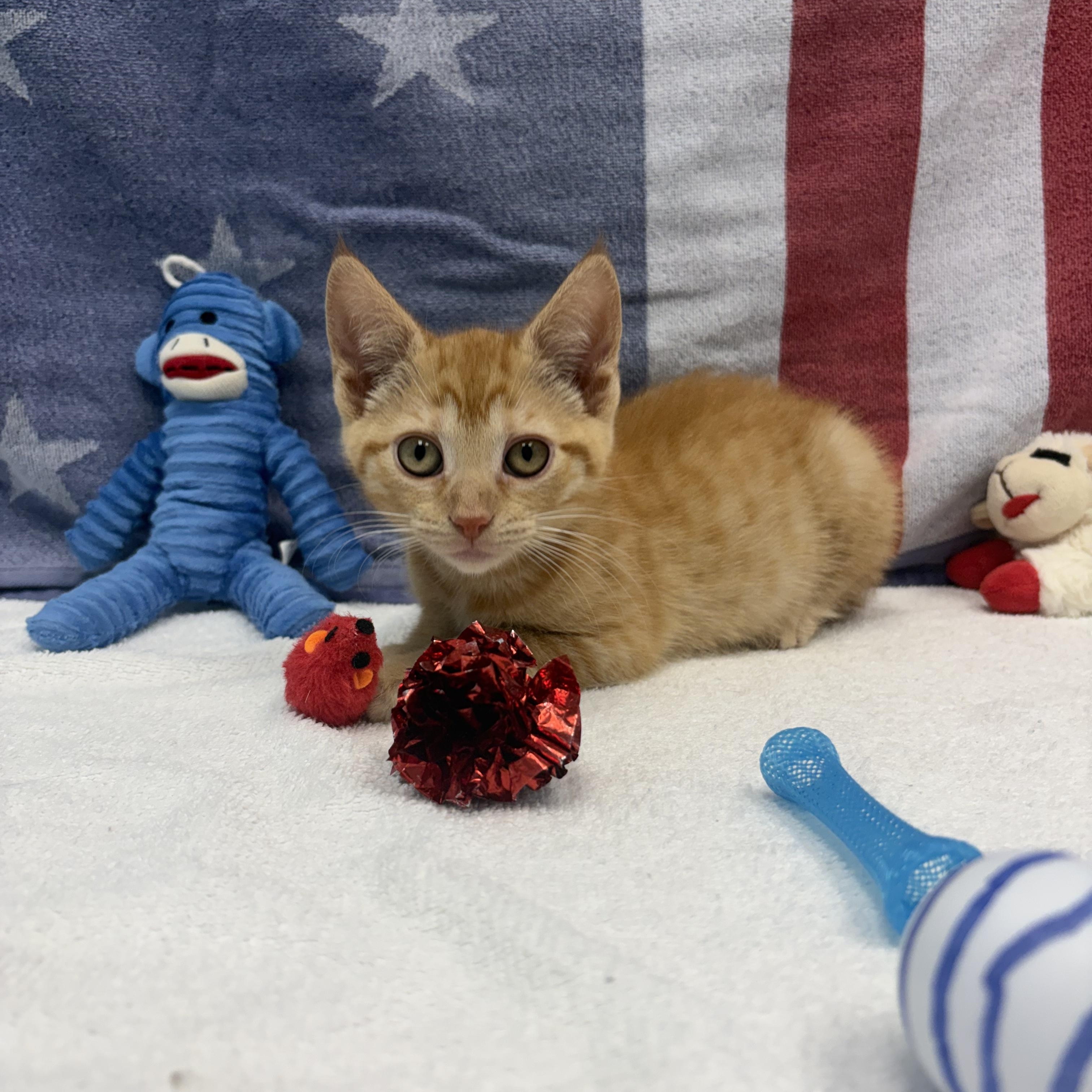 Chevy, ADOPTABLE, Kitten Female Domestic Short Hair.