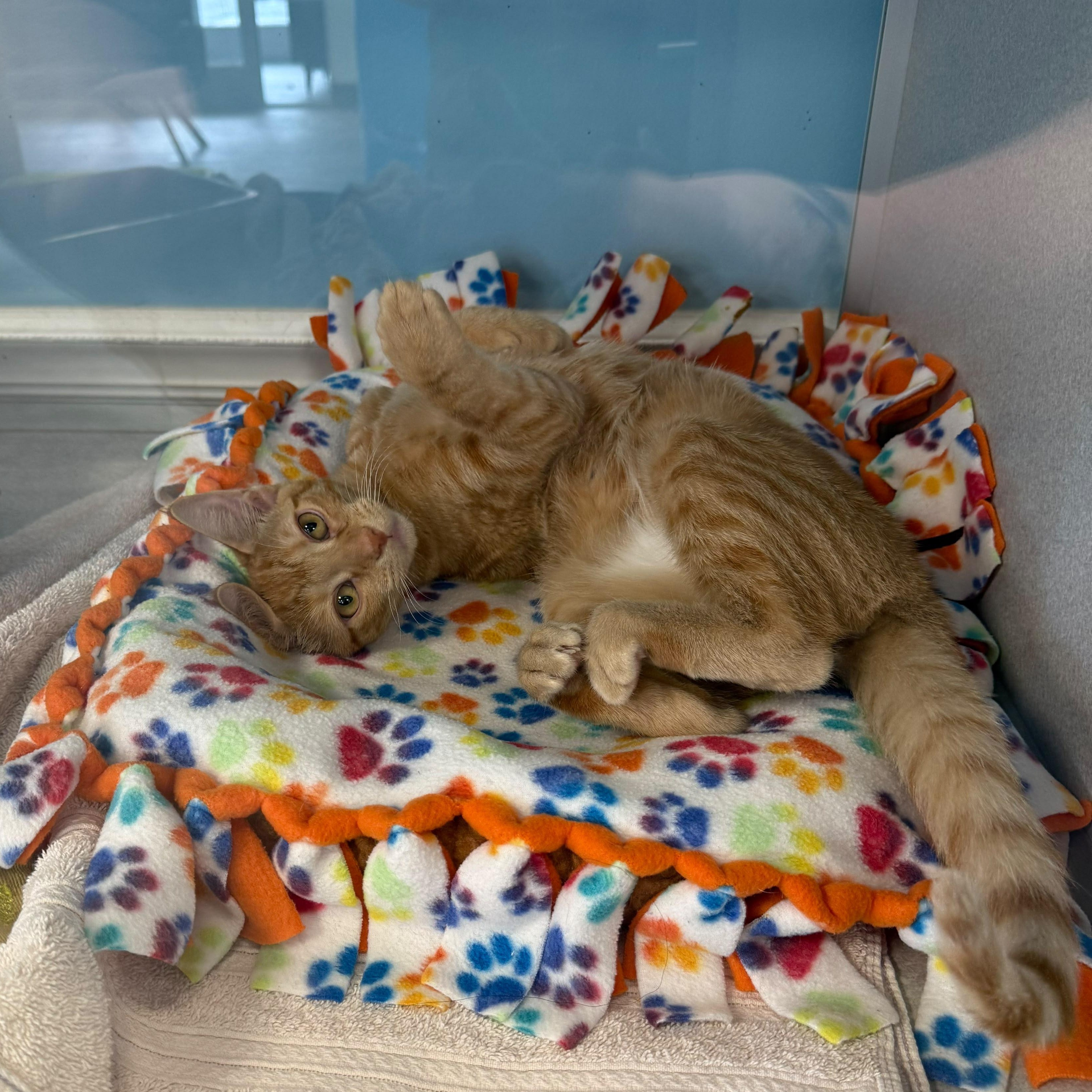 Chevy, Adoptable, Kitten Female Domestic Short Hair.