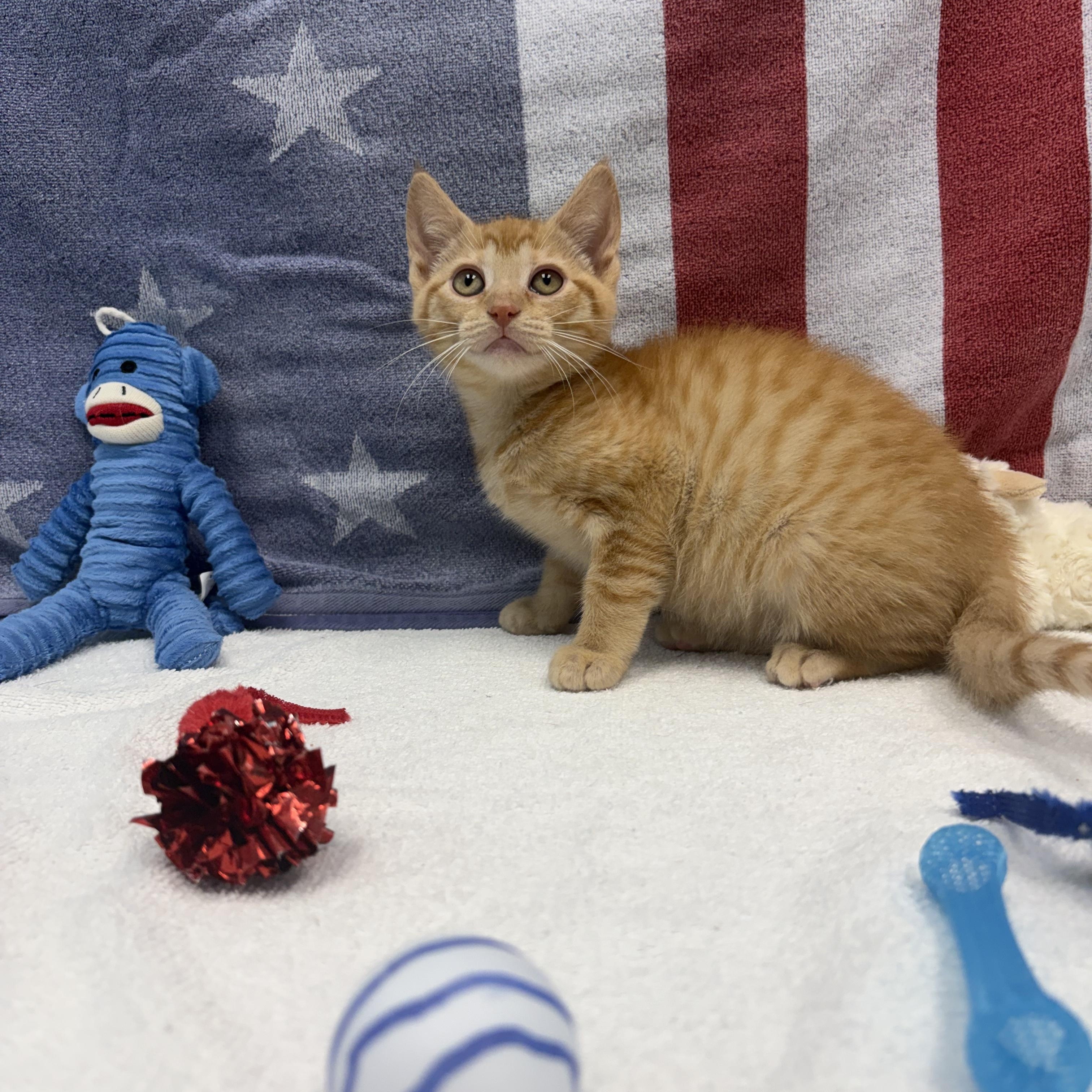 Chevy, a ADOPTABLE Domestic Short Hair in Bear, DE image 3/3