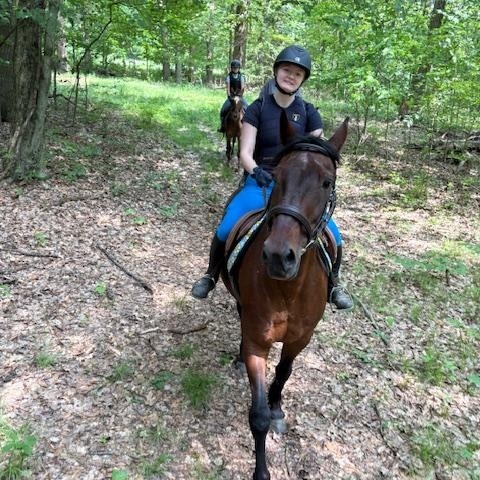 Chip, a Adoptable Standardbred in Wadsworth, OH image 2/3