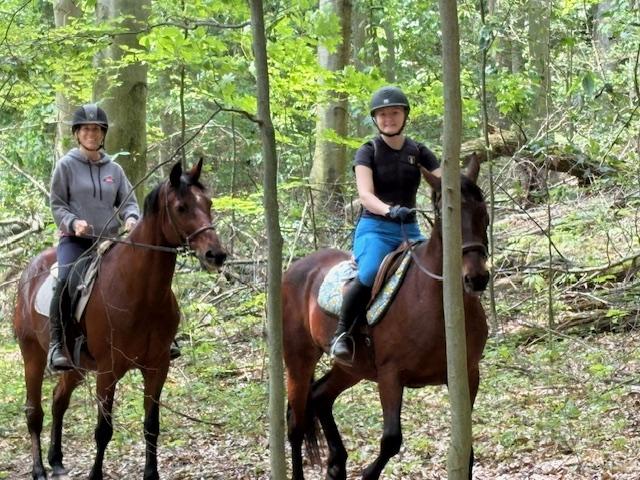 Chip, a Adoptable Standardbred in Wadsworth, OH image 3/3
