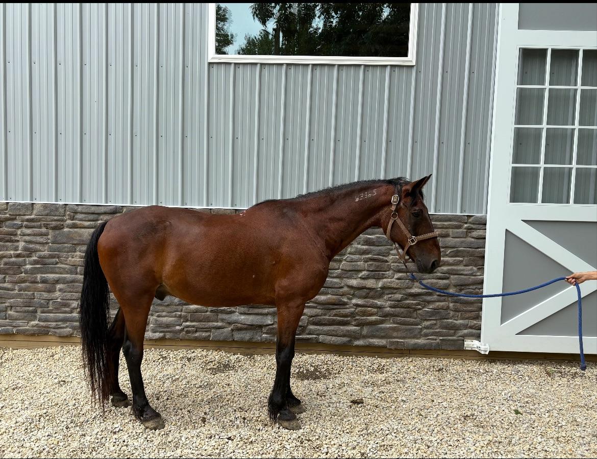 Chip, a Adoptable Standardbred in Wadsworth, OH image 1/3