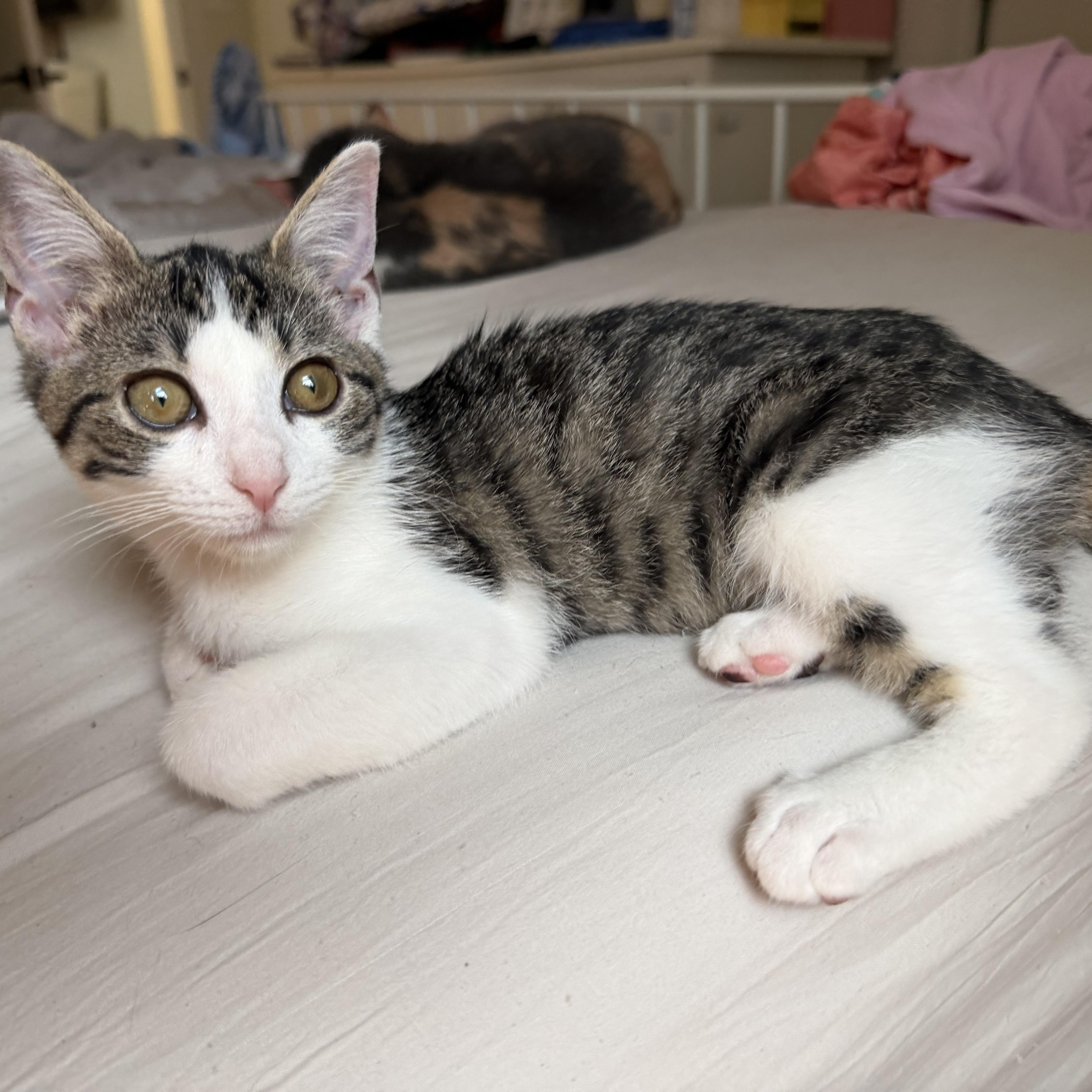 Knicks, ADOPTABLE, Kitten Female Domestic Short Hair.