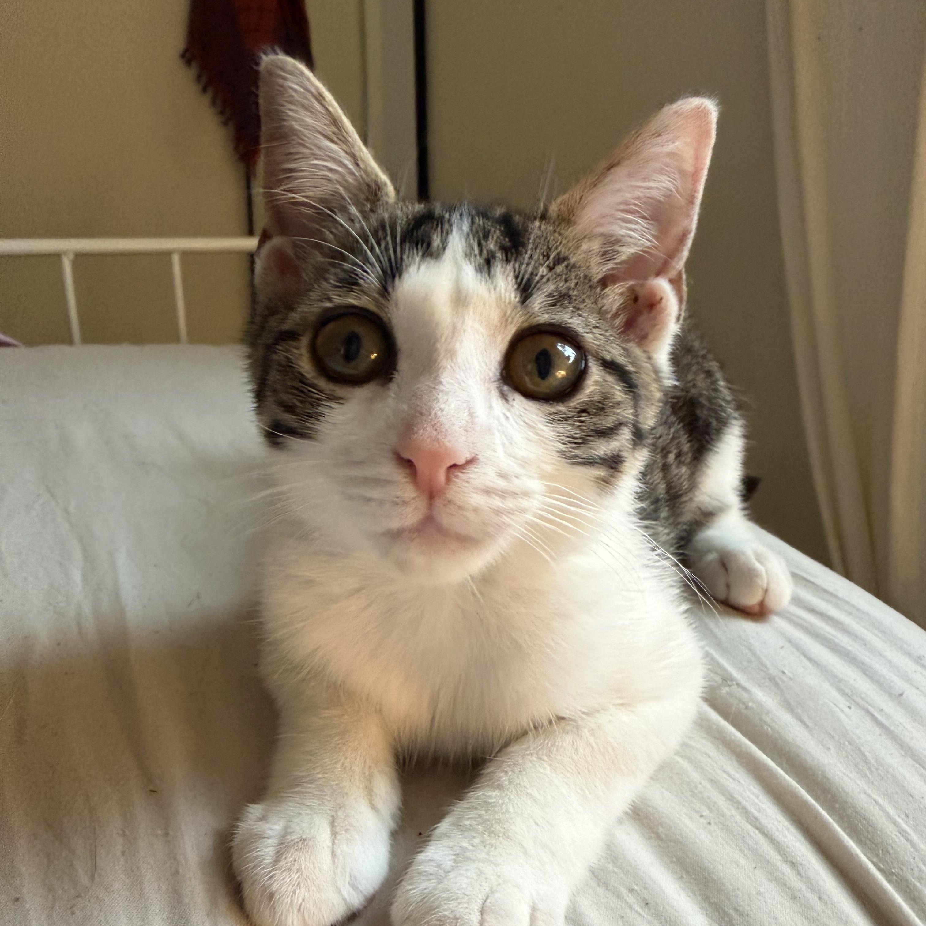 Knicks, a ADOPTABLE Domestic Short Hair in Brooklyn, NY image 2/4