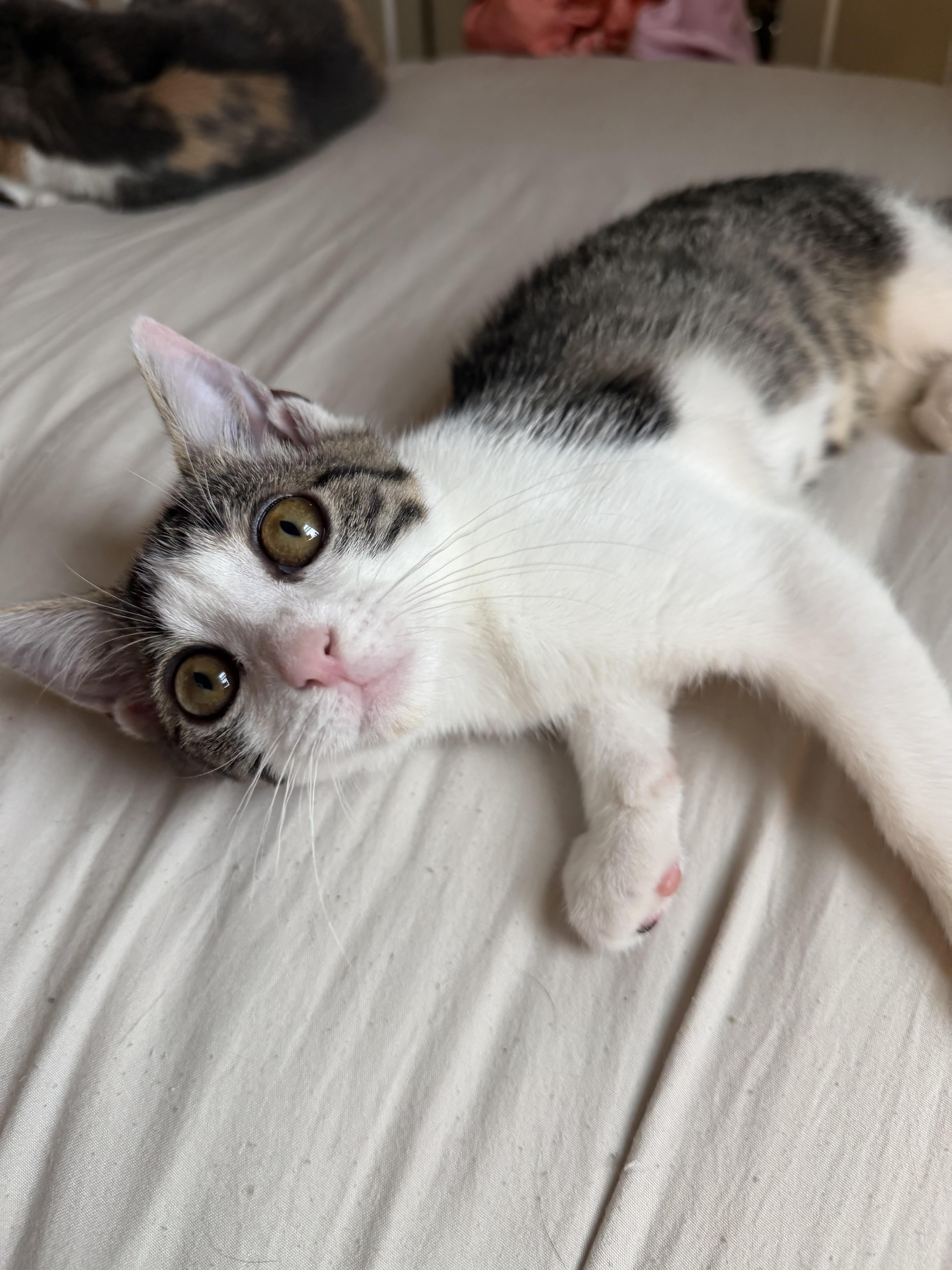 Knicks, a ADOPTABLE Domestic Short Hair in Brooklyn, NY image 4/4