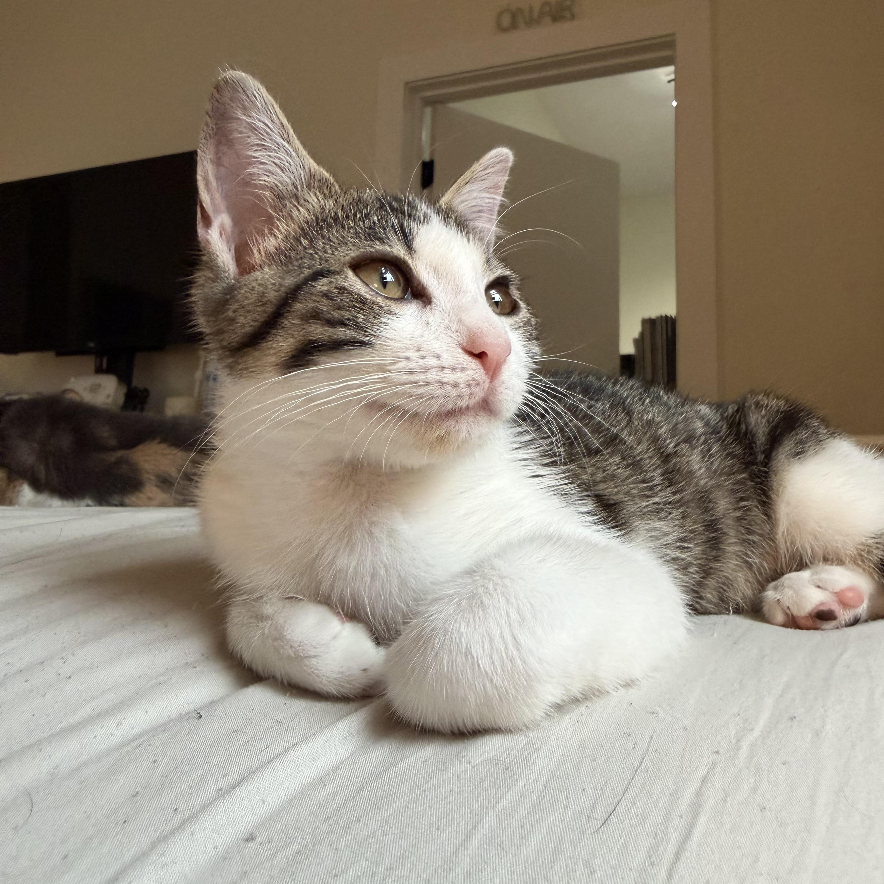 Knicks, a ADOPTABLE Domestic Short Hair in Brooklyn, NY image 3/4