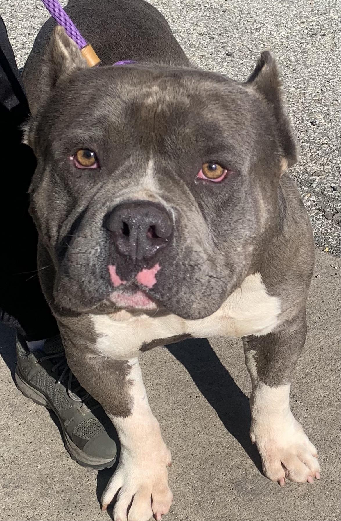 Biff, ADOPTABLE, Adult Male American Bully.