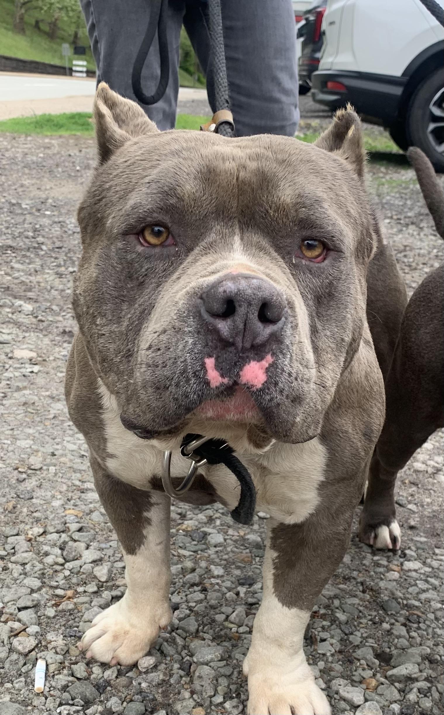 Enlarge Biff, a ADOPTABLE American Bully in McKeesport, PA image 4/6