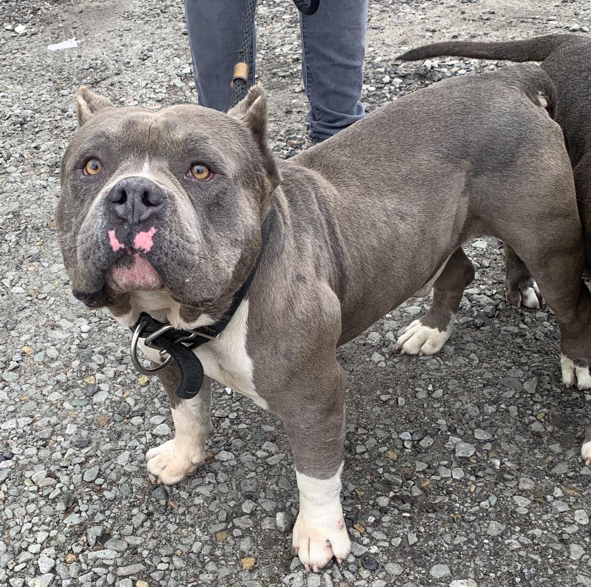 Enlarge Biff, a ADOPTABLE American Bully in McKeesport, PA image 5/6