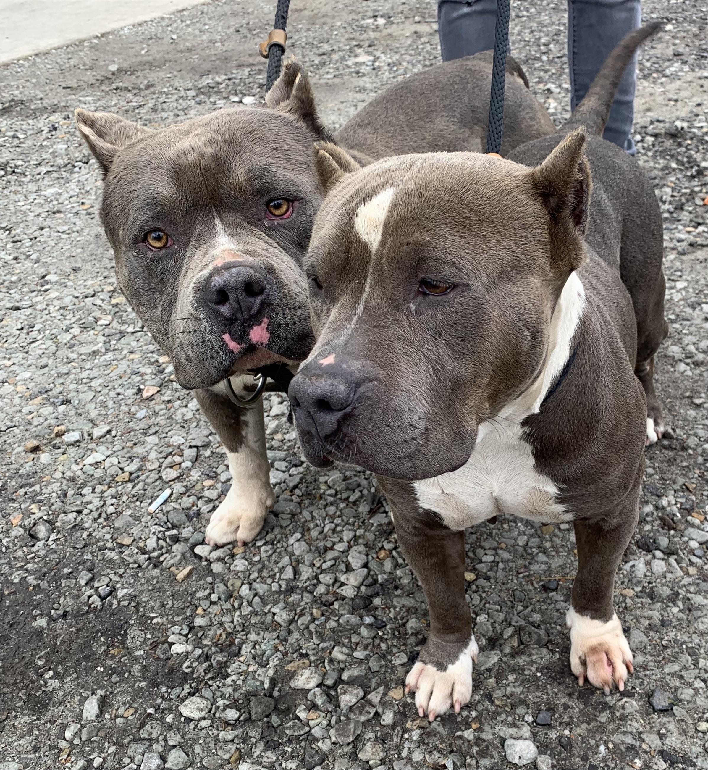 Enlarge Biff, a ADOPTABLE American Bully in McKeesport, PA image 2/6