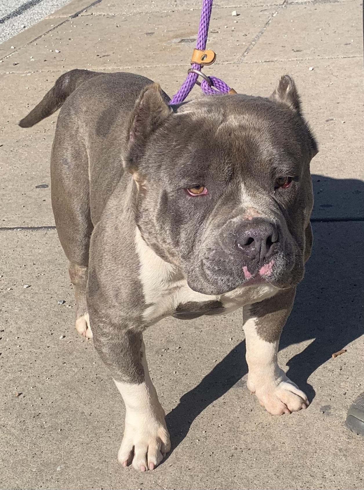 Enlarge Biff, a ADOPTABLE American Bully in McKeesport, PA image 6/6