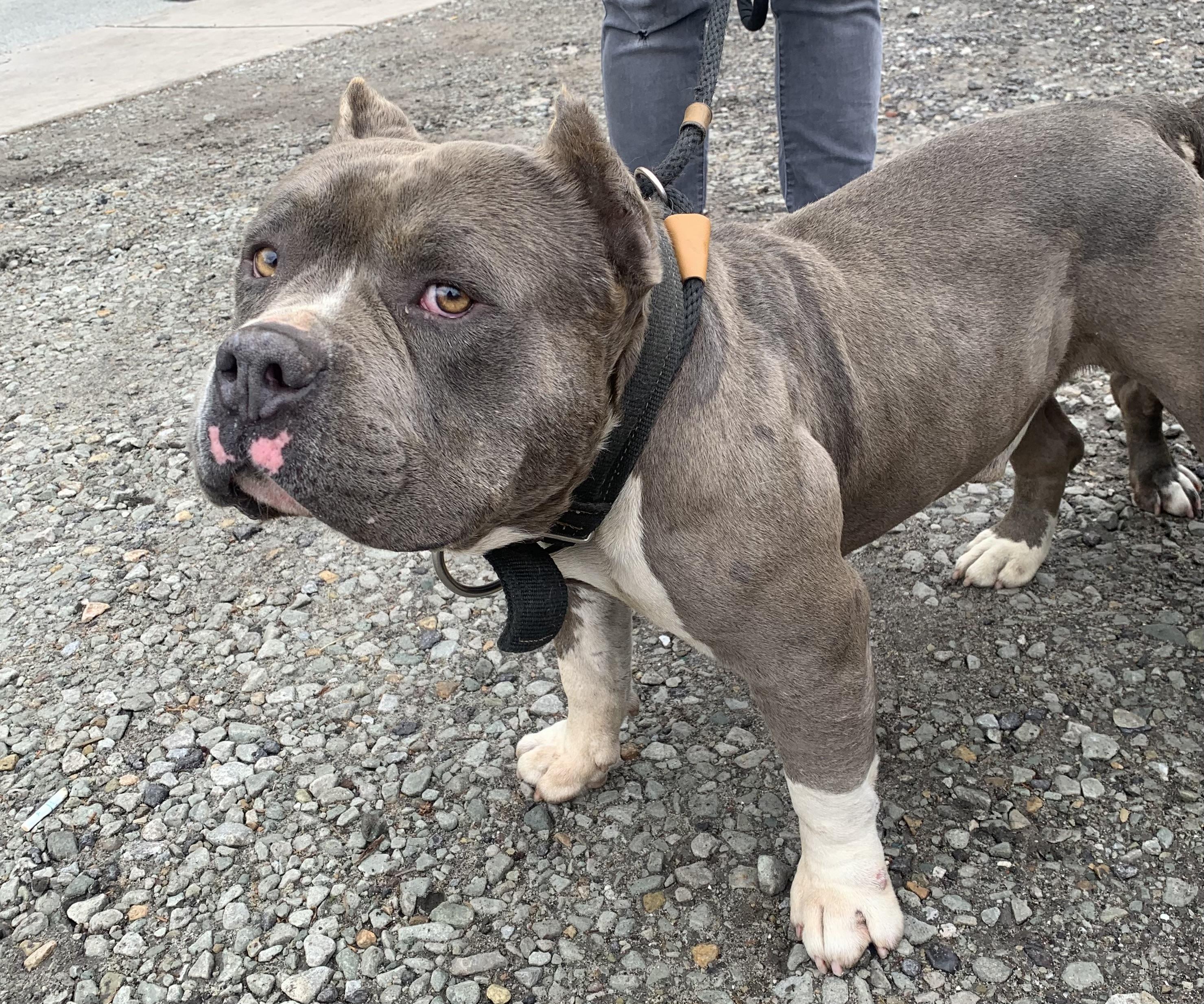 Enlarge Biff, a ADOPTABLE American Bully in McKeesport, PA image 3/6