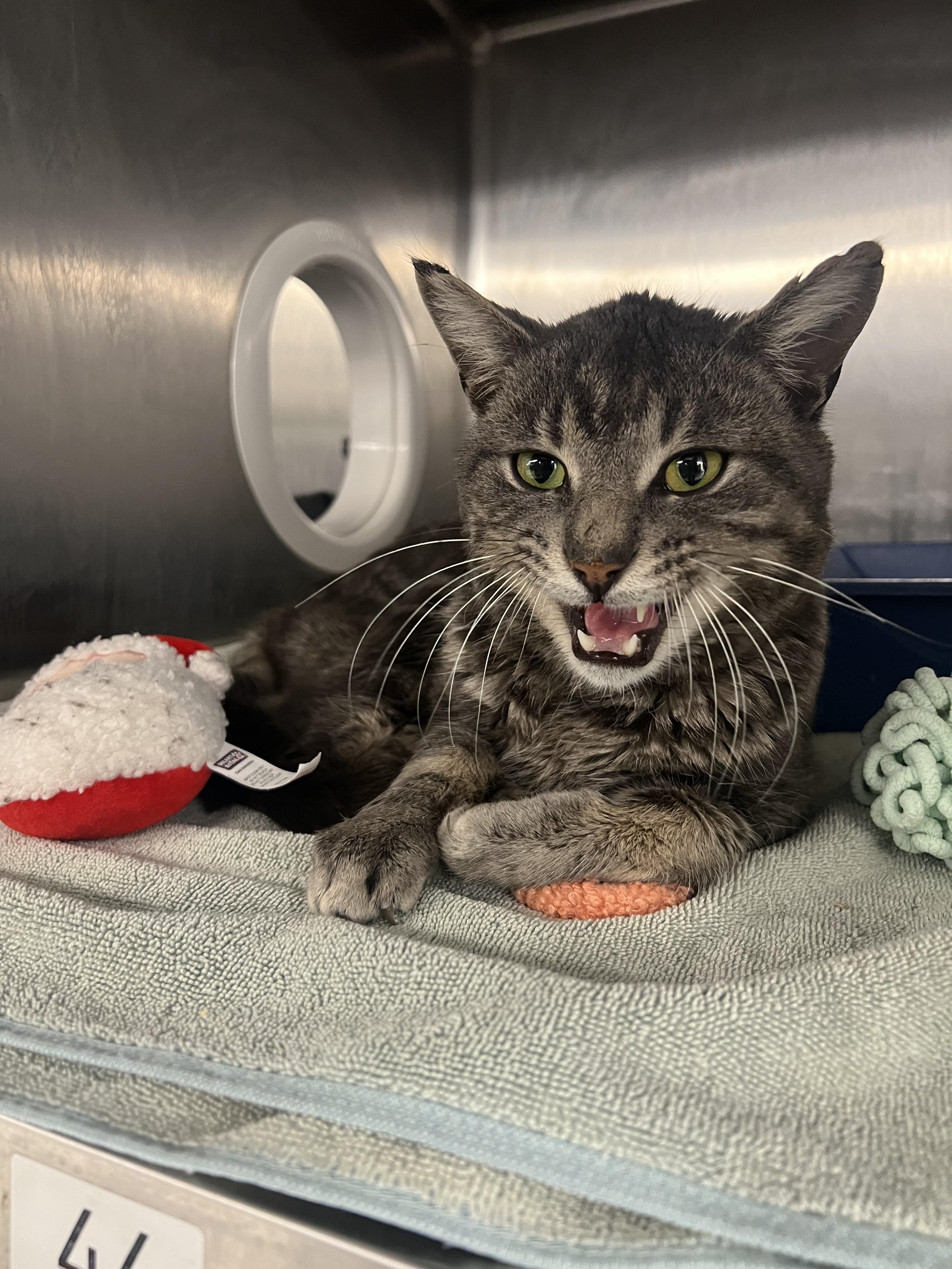 Enlarge Werther's, a Adopted Domestic Short Hair in Mount Pleasant, MI image 1/3