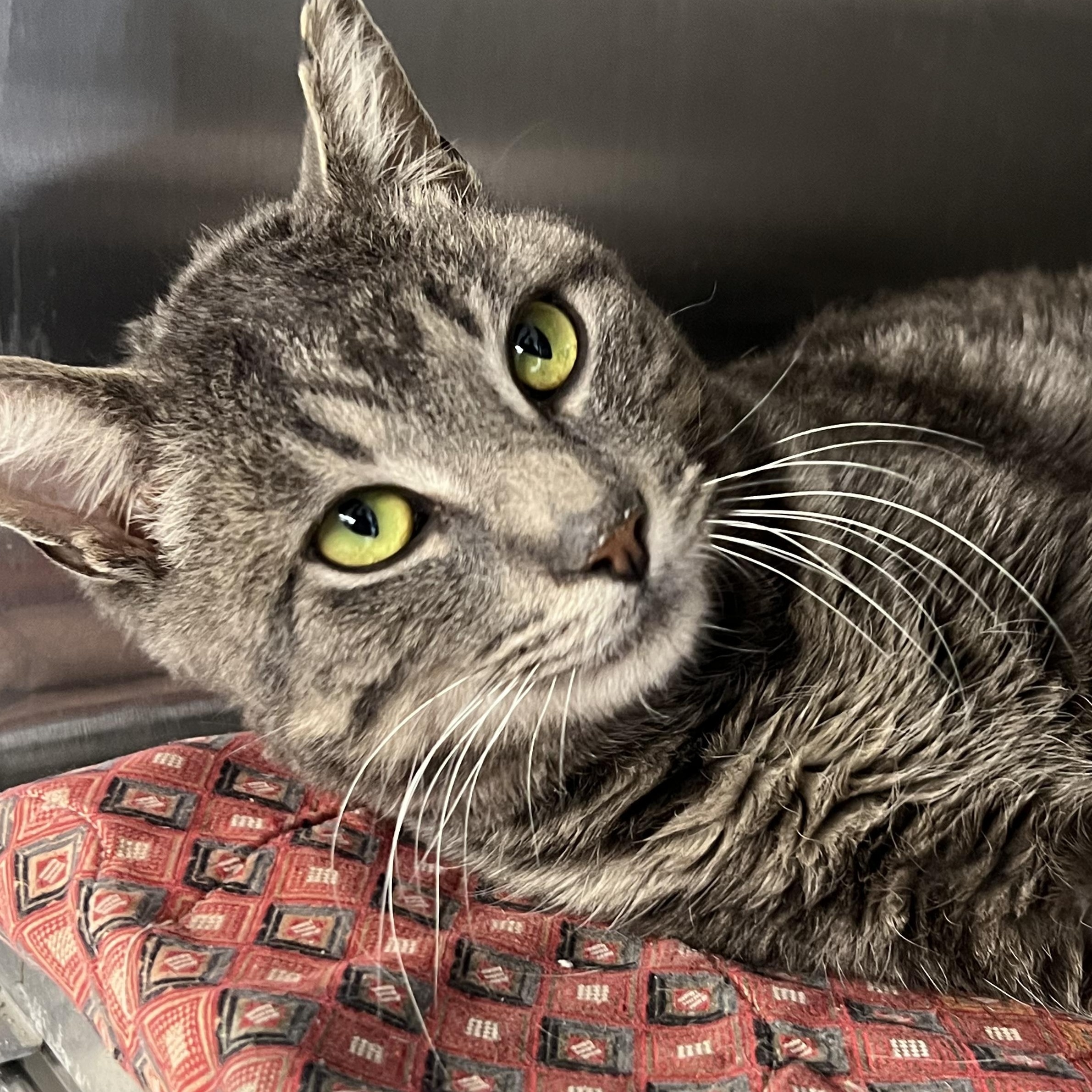 Werther's, Adopted, Adult Male Domestic Short Hair.