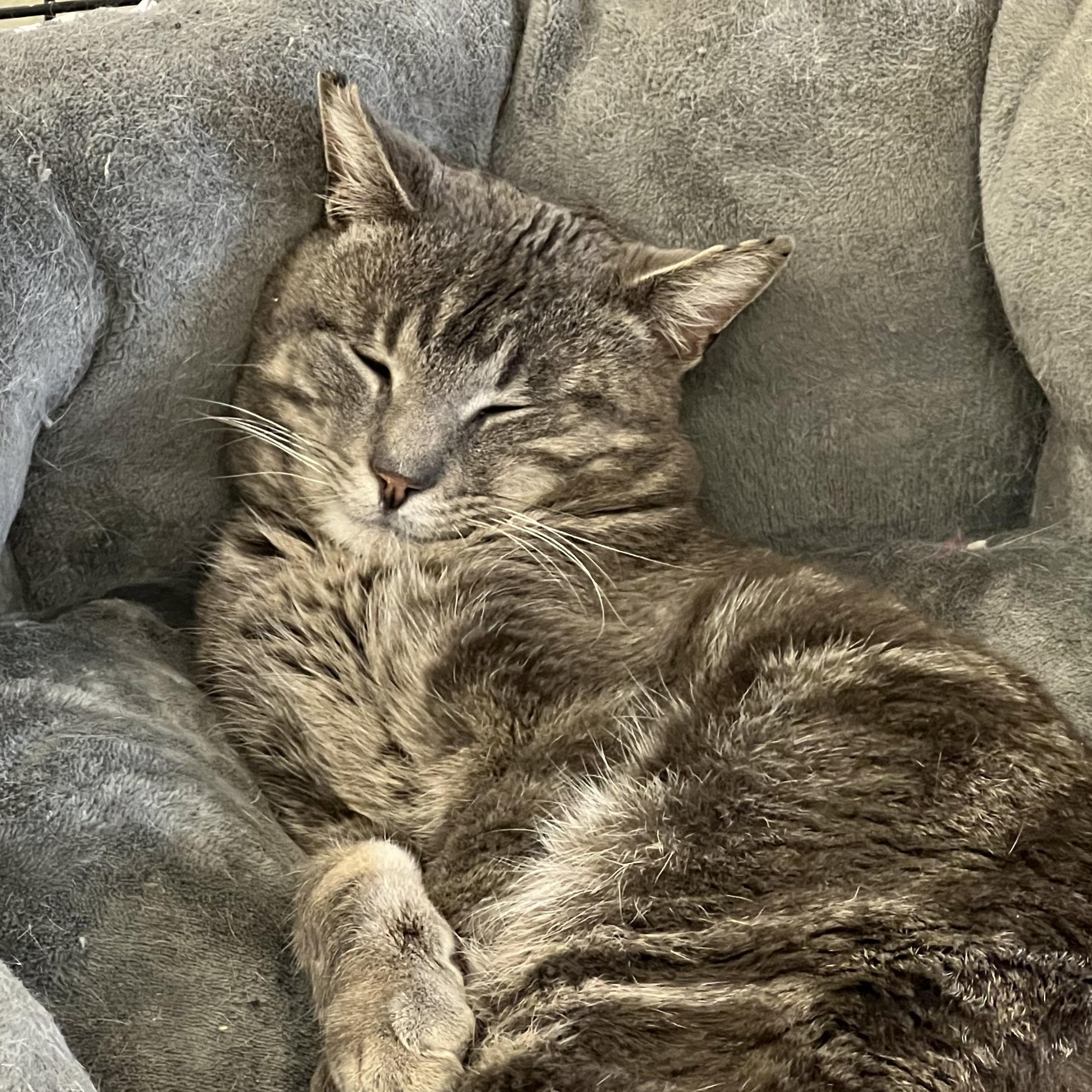Enlarge Werther's, a Adopted Domestic Short Hair in Mount Pleasant, MI image 3/3