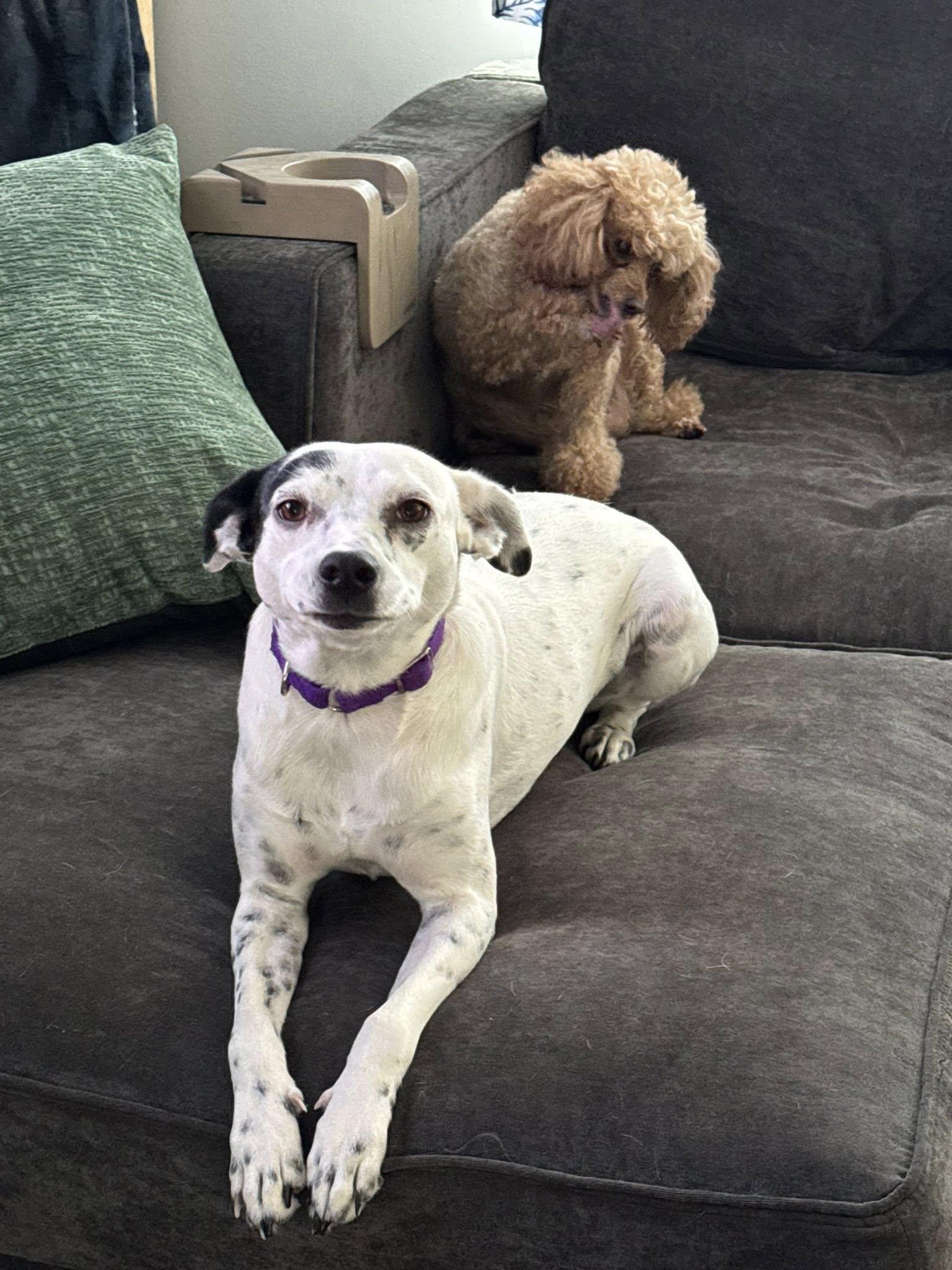 Miley, a Adoptable mixed breed in Gulf Breeze, FL image 1/4