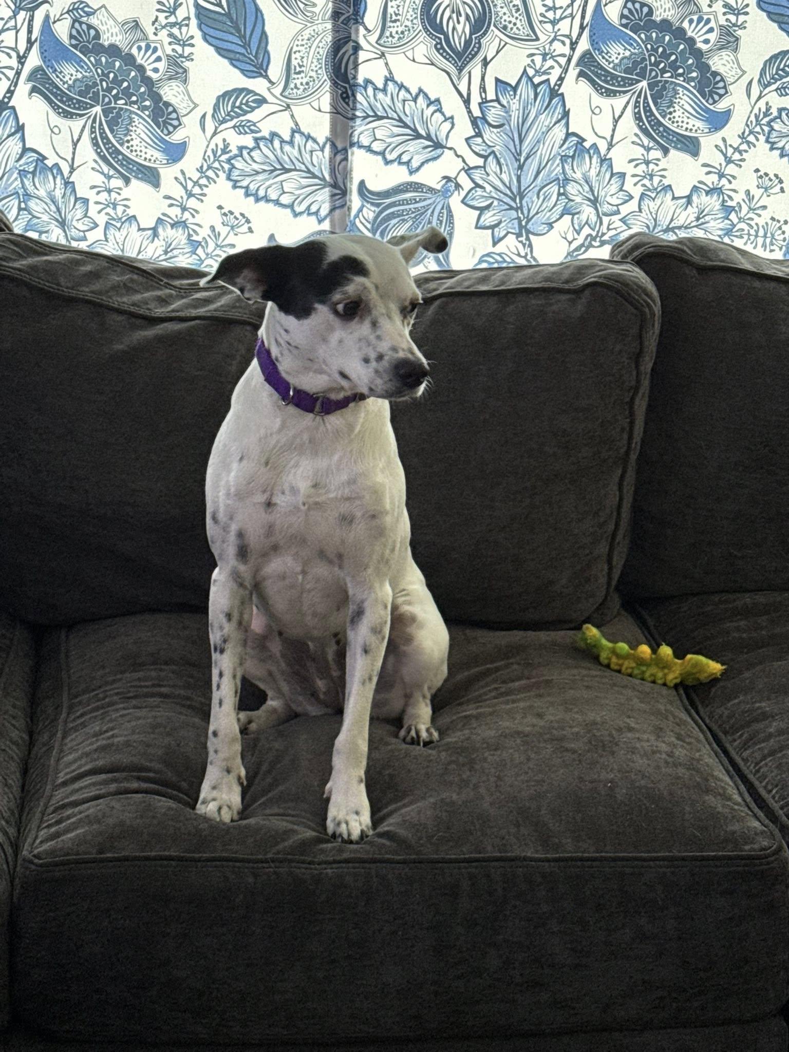 Miley, a Adoptable mixed breed in Gulf Breeze, FL image 2/4