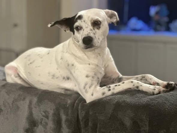 Miley, a Adoptable mixed breed in Gulf Breeze, FL image 3/4