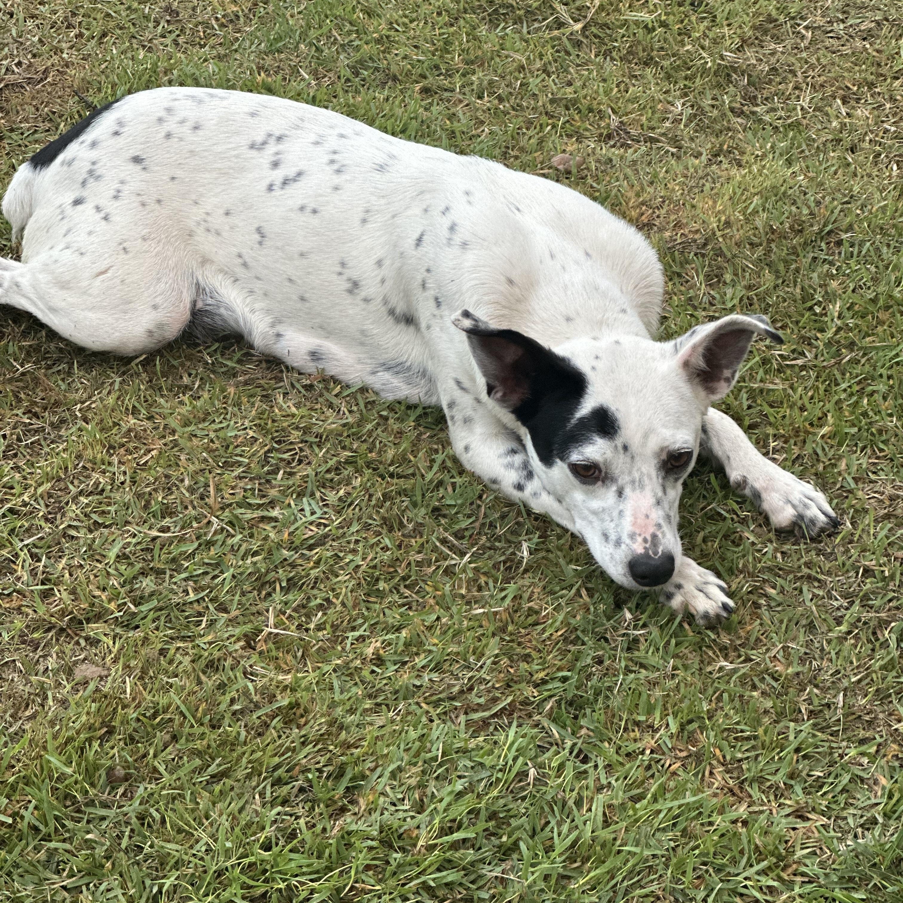 Miley, a Adoptable mixed breed in Gulf Breeze, FL image 4/4