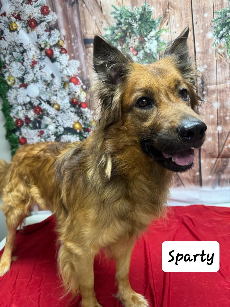 Sparty, ADOPTABLE, Adult Male Golden Retriever & German Shepherd Dog.