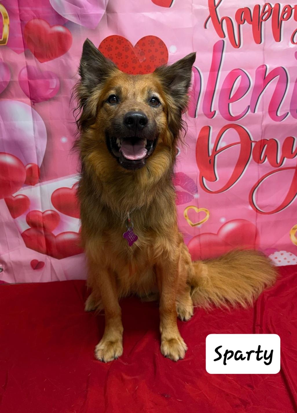 Sparty, ADOPTABLE, Adult Male Golden Retriever & German Shepherd Dog.