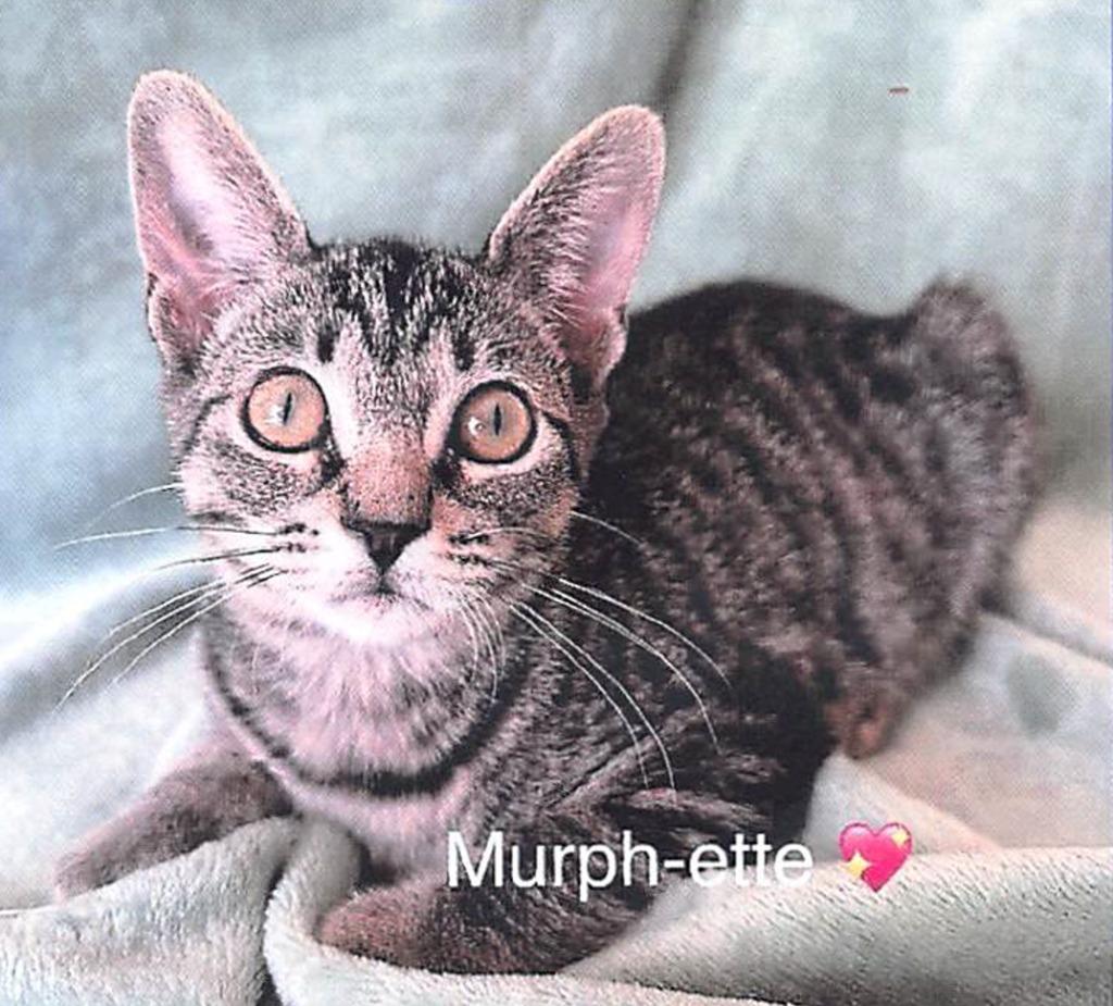 Murphette, Adoptable, Young Female Domestic Short Hair.