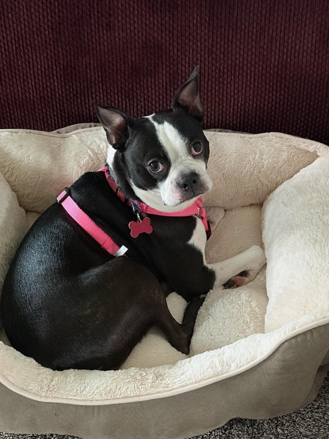 Enlarge Angel - Pending, a Adoptable Boston Terrier in Des Moines, IA image 3/4