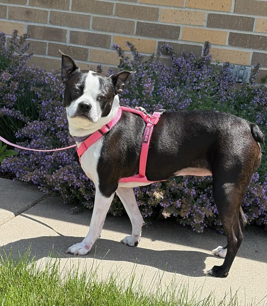 Enlarge Angel - Pending, a Adoptable Boston Terrier in Des Moines, IA image 1/4