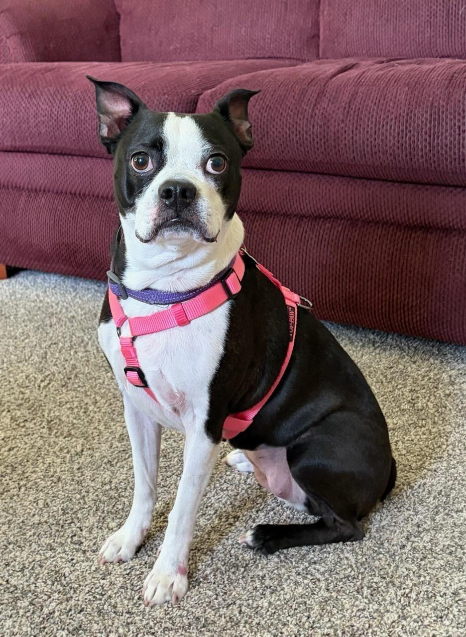 Enlarge Angel - Pending, a Adoptable Boston Terrier in Des Moines, IA image 2/4