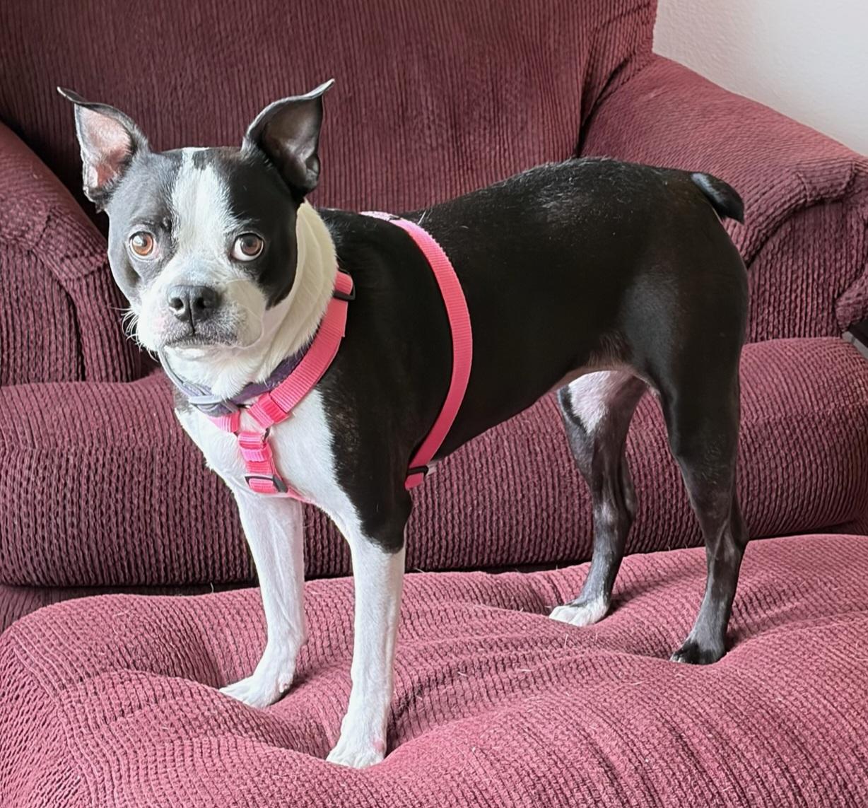 Enlarge Angel - Pending, a Adoptable Boston Terrier in Des Moines, IA image 4/4