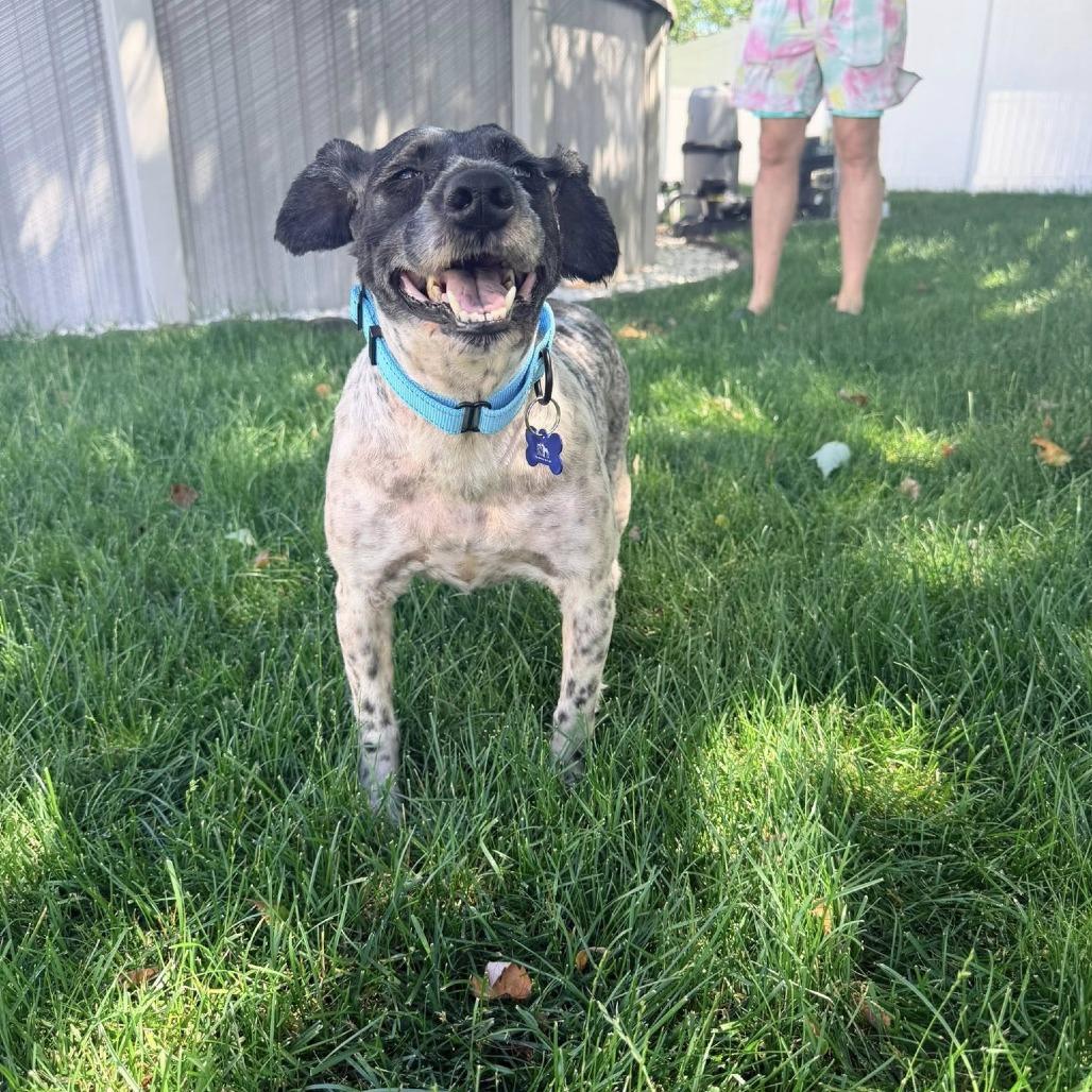 Clark Gable, a Adoptable Miniature Schnauzer in St. Charles, IL image 1/6