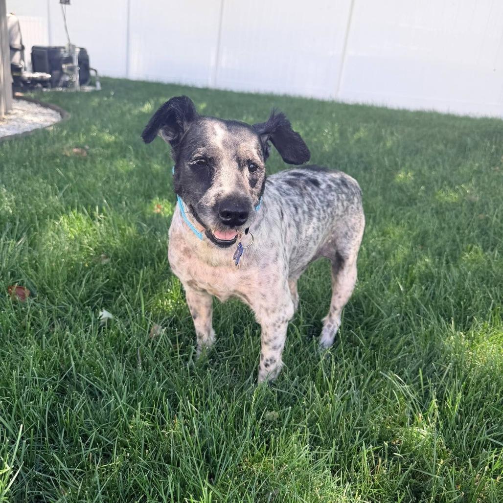 Clark Gable, a Adoptable Miniature Schnauzer in St. Charles, IL image 3/6