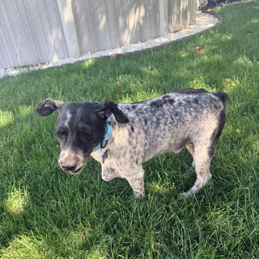 Clark Gable, a Adoptable Miniature Schnauzer in St. Charles, IL image 6/6